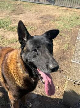 Belgian Shepherd Malinois and Mixed Breed Dogs Available for Adoption in Riverside, California - SHAQ | PetCurious