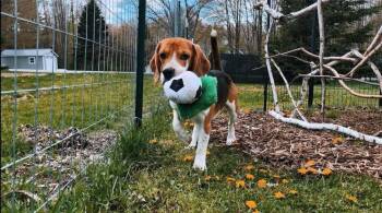 Reggie (10) (now Bo) -  Beagle Dog for Adoption in Wausau, Wisconsin - Reggie (10) (now Bo) | PetCurious