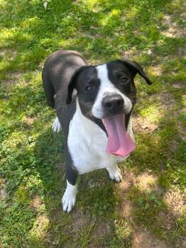 Pit Bull Terrier and Hound Dogs Available for Adoption in Benton, Arkansas - Columbus | PetCurious