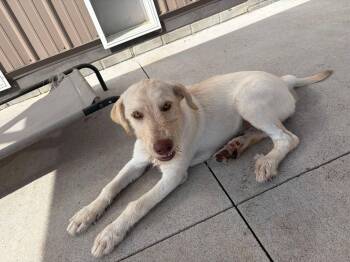 Snow White -  Mixed Breed Dog for Adoption in Seward, Nebraska - Snow White | PetCurious