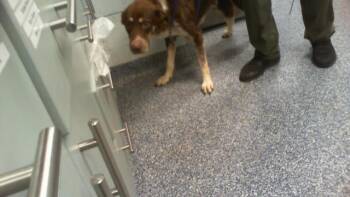 BINGO -  Mixed Breed Dog for Adoption in Charlotte, North Carolina - BINGO | PetCurious