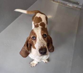 Amiya -  Basset Hound Dog for Adoption in Brookville, Ohio - Amiya | PetCurious