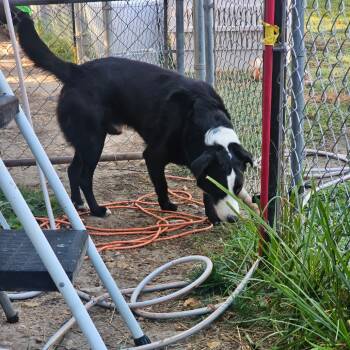 Rescue Mixed Breed Dogs for Adoption in Rossville, Georgia - Boozer | PetCurious