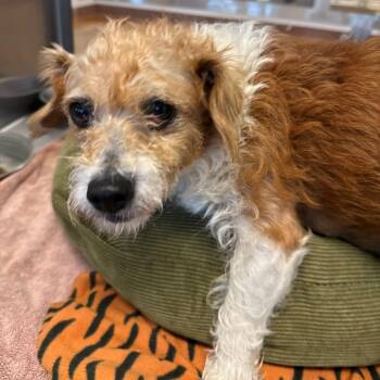 Rescue Jack Russell Terrier and Poodle Dogs for Adoption in Austin, Texas - Opal | PetCurious