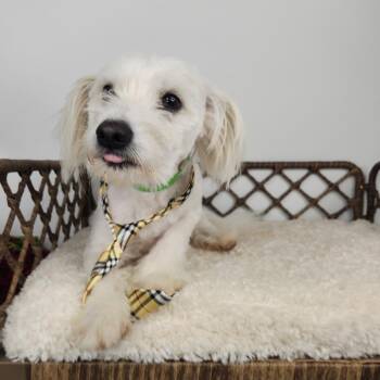 Georgie -  Terrier Dog for Adoption in Fort Wayne, Indiana - Georgie | PetCurious