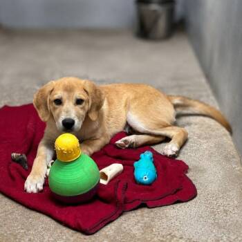 Great Pyrenees and Mixed Breed Dogs Available for Adoption in Wadena, Minnesota - Mack | PetCurious