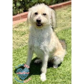 Pearl COH -  Terrier Dog Available for Adoption in Inglewood, California - Pearl COH | PetCurious