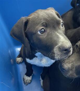DROOPY -  Mixed Breed Dog for Adoption in Dallas, Texas - DROOPY | PetCurious