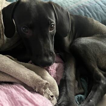 Thumper -  Mixed Breed Dog for Adoption in Sarasota, Florida - Thumper | PetCurious