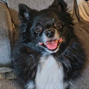 Pomeranian Dogs Available for Adoption - Wednesday | PetCurious