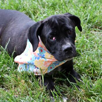 Santana -  Mastiff Dog for Adoption in Beaumont, Texas - Santana | PetCurious