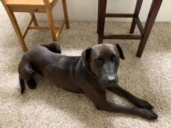 Mixed Breed Dogs Available for Adoption in Santa Fe, New Mexico - GASTON | PetCurious