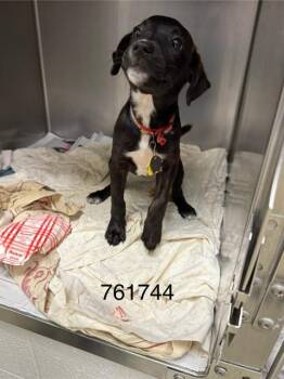 CORNCOB -  Labrador Retriever and Mixed Breed Dog for Adoption in St. Louis, Missouri - CORNCOB | PetCurious