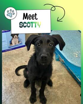 Scotty -  Giant Schnauzer Dog for Adoption in Sulphur, Kentucky - Scotty | PetCurious