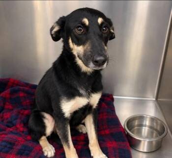 Chuka -  German Shepherd Dog and Labrador Retriever Dog for Adoption in Austin, Texas - Chuka | PetCurious