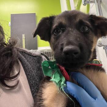 Shepherd Dogs Available for Adoption in Austin, Texas - Croatia | PetCurious