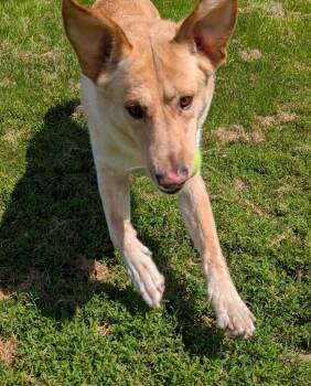 Simba -  Yellow Labrador Retriever and Shepherd Dog for Adoption in Defiance, Ohio - Simba | PetCurious