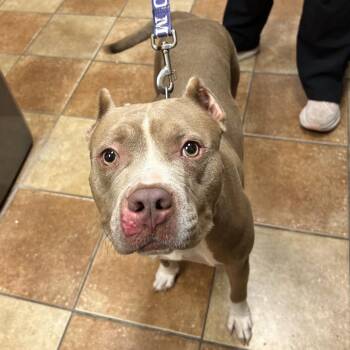 FWT Lori -  Pit Bull Terrier Dog for Adoption in Midland, Texas - FWT Lori | PetCurious
