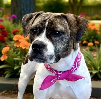 Rescue Terrier Dogs for Adoption in Perry, Iowa - Velma | PetCurious