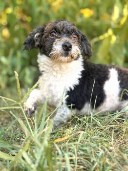 Rosalind- Transport -  Poodle Dog for Adoption in Gradyville, Kentucky - Rosalind- Transport | PetCurious