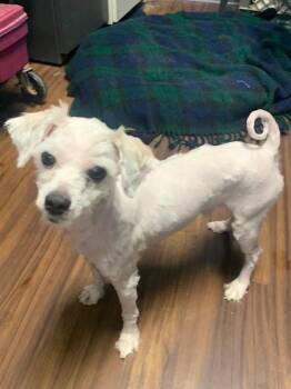 Fizzgig -  Maltese Dog for Adoption in Bloomington, Indiana - Fizzgig | PetCurious