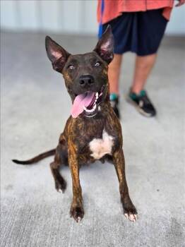 Rescue Dutch Shepherd and Mixed Breed Dogs for Adoption in Conroe, Texas - PERAL | PetCurious