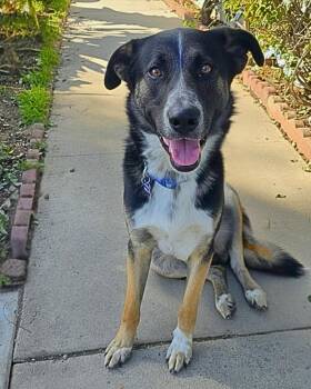 Australian Cattle Dog Blue Heeler and Shepherd Dogs Available for Adoption - Thornton | PetCurious