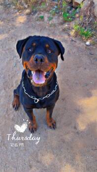 Shanti -  Rottweiler Dog for Adoption in Perris, California - Shanti | PetCurious