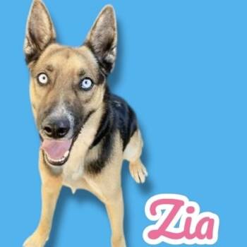 Rescue German Shepherd Dog and Husky Dogs for Adoption in Scottsdale, Arizona - Zia | PetCurious
