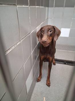 JULIET -  Doberman Pinscher Dog for Adoption in Las Vegas, Nevada - JULIET | PetCurious