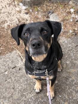 Meat Loaf -  Mixed Breed Dog for Adoption in Florence, Oregon - Meat Loaf | PetCurious