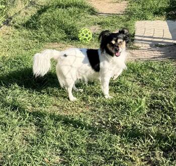 Chihuahua and Papillon Dogs Available for Adoption in Richmond, Texas - Marky Mark | PetCurious