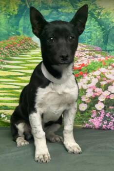 Cattle Dog Dogs Available for Adoption - Azalea | PetCurious