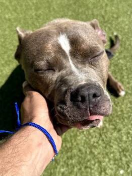 Mixed Breed Dogs Available for Adoption in Wichita, Kansas - Bender | PetCurious