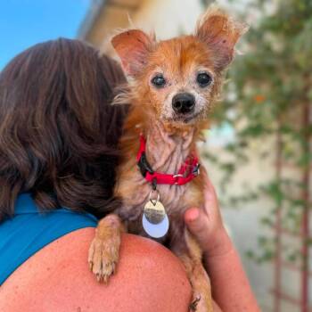 Cyndi -  Chihuahua Dog for Adoption in Ramona, California - Cyndi | PetCurious