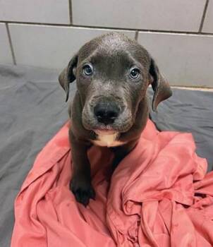 Mixed Breed Dogs Available for Adoption in Nashville, Tennessee - Schmidt | PetCurious