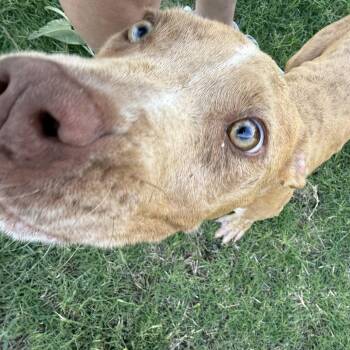 Loki -  Pit Bull Terrier Dog for Adoption in Dripping Springs, Texas - Loki | PetCurious