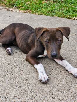 JULIET -  Mixed Breed Dog for Adoption in Vaughan, Ontario - JULIET | PetCurious