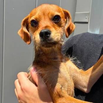 Peeta -  Terrier and Mixed Breed Dog Available for Adoption in Gastonia, North Carolina - Peeta | PetCurious