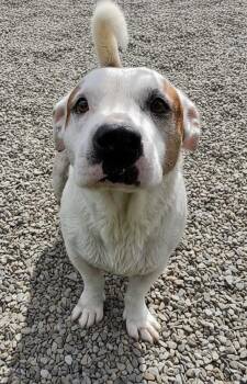 Gilly -  Basset Hound Dog for Adoption in Hillsdale, New York - Gilly | PetCurious