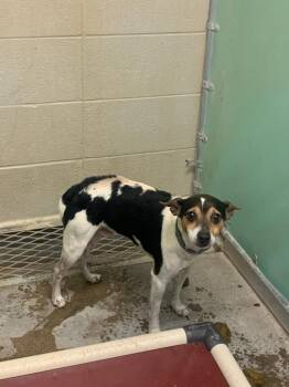 Rat Terrier Dogs Available for Adoption in Opelousas, Louisiana - RASCAL | PetCurious