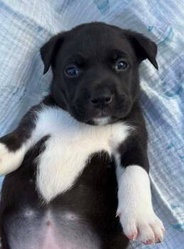 American Staffordshire Terrier Dogs Available for Adoption in Holly Springs, North Carolina - Ellie | PetCurious
