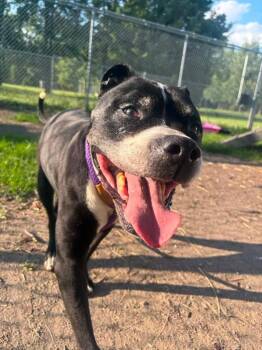 Sades -  Pit Bull Terrier Dog for Adoption in Chicago, Illinois - Sades | PetCurious