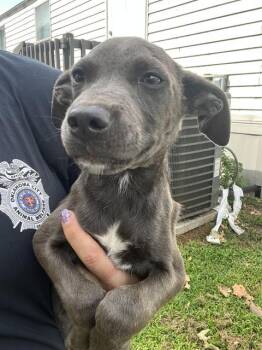 A478829 -  Pit Bull Terrier and Mixed Breed Dog for Adoption in Oklahoma City, Oklahoma - A478829 | PetCurious