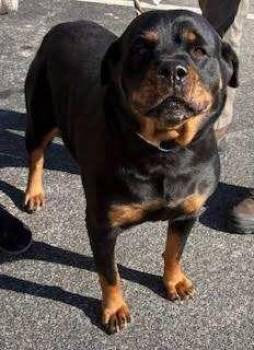 Rottweiler Dogs Available for Adoption - Nova | PetCurious