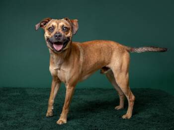 Martin -  Puggle Dog for Adoption in Portland, Oregon - Martin | PetCurious