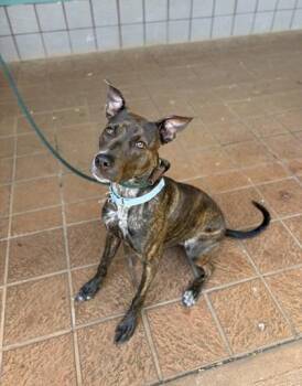 Puakenikeni -  Mixed Breed Dog for Adoption in Honolulu, Hawaii - Puakenikeni | PetCurious