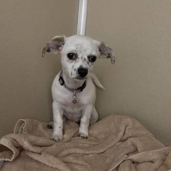 Salsitas -  Chihuahua and Jack Russell Terrier Dog for Adoption in Tempe, Arizona - Salsitas | PetCurious