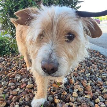 Gravy -  Terrier Dog for Adoption in Chico, California - Gravy | PetCurious