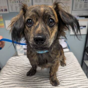 Muffin -  Chihuahua and Shih Tzu Dog for Adoption in New Castle, Delaware - Muffin | PetCurious